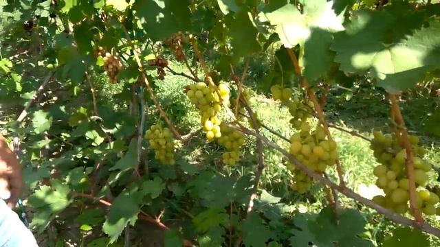 @Виноград Хелена Вкусный виноград, мускат шикарный смотреть онлайн