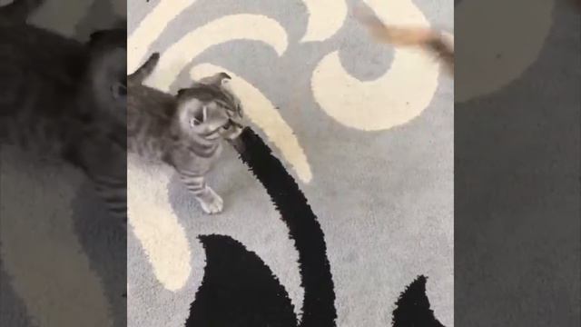 Отзыв о компании Dream Group - химчистка ковра