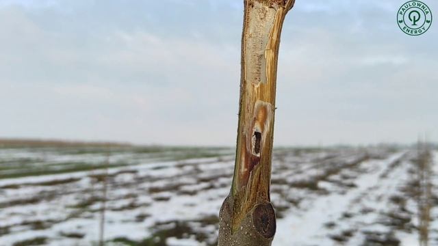 Павловния из семян и мороз -28°С. Как растет Павловния из семян? Обзор, сравнение. смотреть онлайн