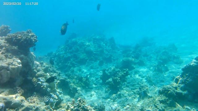 Погружение в Красное море. Часть 1. Февраль 2023г смотреть онлайн