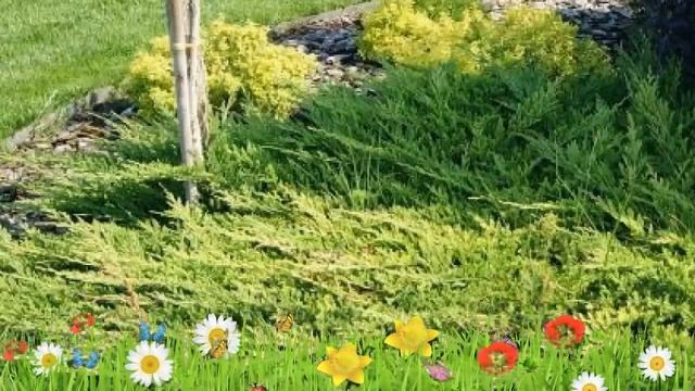 Можжевельник горизонтальный Принц Оф Уэльс ? Посадка. саженцы, крупномеры можжевельника: особенност