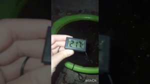 Лотосы зимуют второй год в погребе, скоро можно будет выносить на улицу.