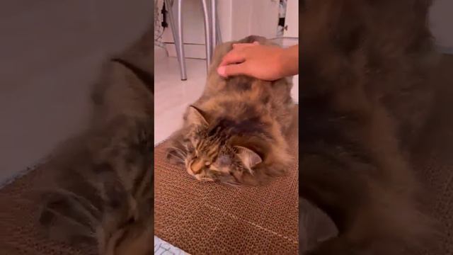 Сибирская кошка и когтедралка смотреть онлайн