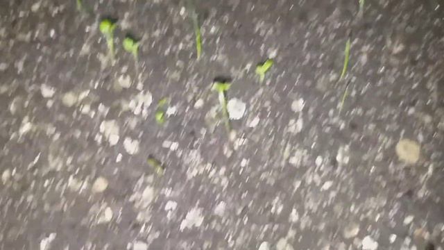 Ночью надо спать? 🤣🤣🤣 смотреть онлайн