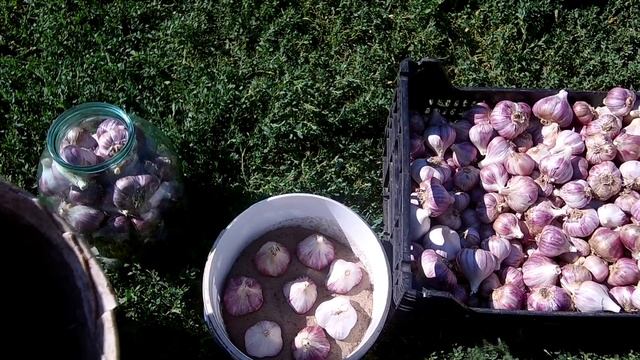 Как сохранить чеснок до следующего урожая / Как сохранить чеснок до лета смотреть онлайн