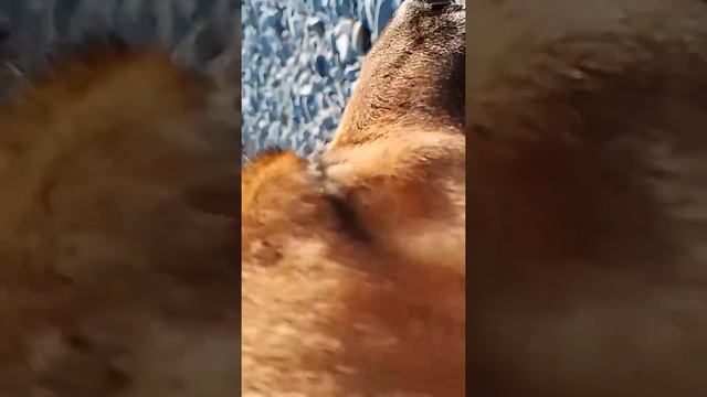 Рыженькая мордашка#shorts смотреть онлайн