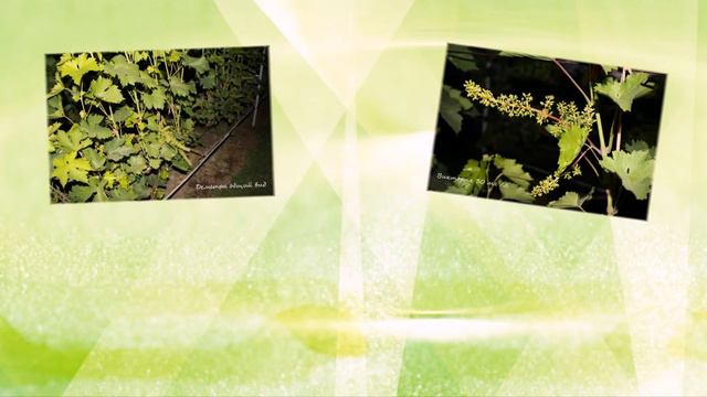 Применение Гиббереллина смотреть онлайн