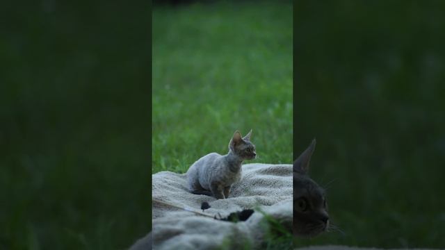 Yiliana Youtan Poluo Devon rex смотреть онлайн