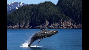 ГИГАНТСКИЙ СИНИЙ КИТ.mp4