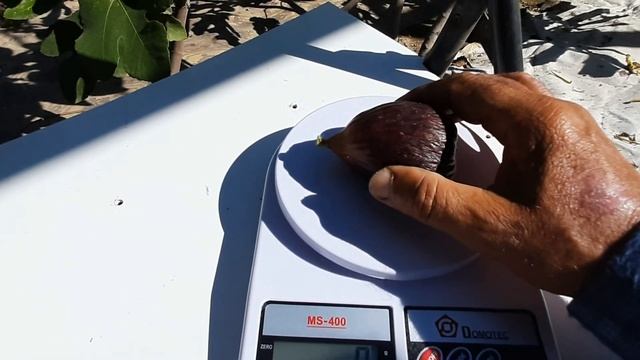 инжир Голубой Гигант смотреть онлайн