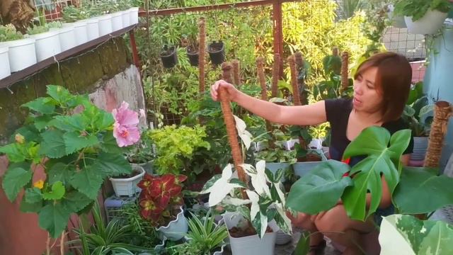 🌱 Syngonium Albo 🌱Paano Ko Napaganda At Napalago Wow Naging Full Moon Pa Paano Nangyari Ito?caretip