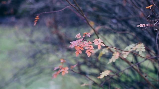 Гастрономический тур по Москве / ВЛОГ смотреть онлайн