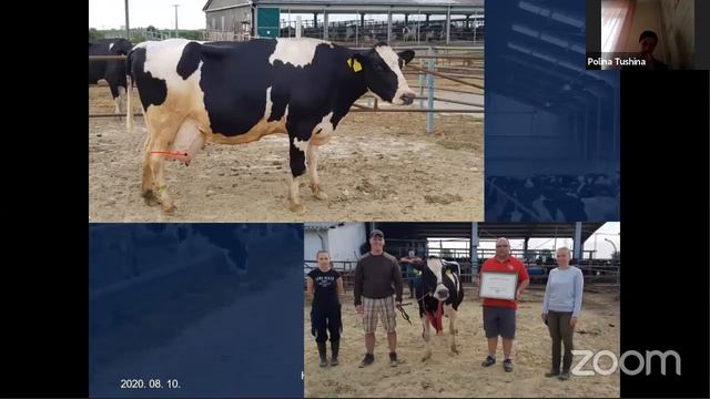 Линейная оценка крупного рогатого скота голштинской породы смотреть онлайн