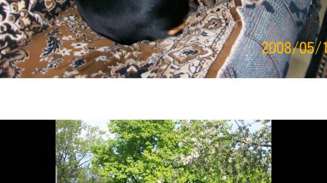 Доберман смотреть онлайн