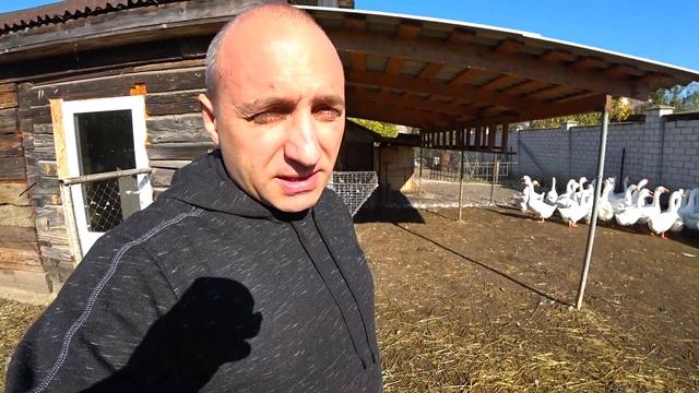 Осенняя яйцекладка как избежать//Половозрелость гусей смотреть онлайн