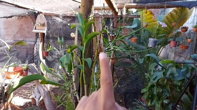 MANCHAS NAS FOLHAS DAS ORQUÍDEAS, ACABE COM ISSO AGORA!!! смотреть онлайн