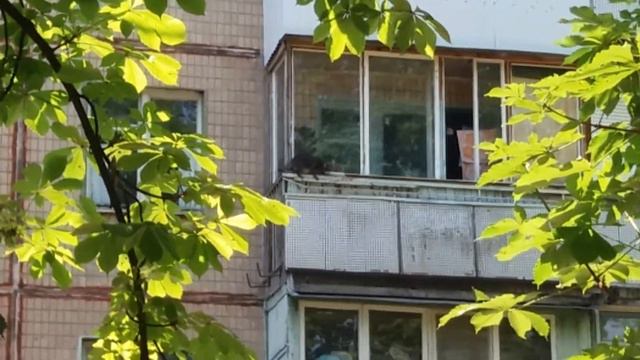 Черный кот лезет по балконам домой - веселые кошки - забавные звери смотреть онлайн