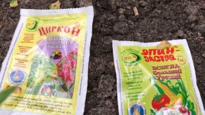 Розы//Черенки укоренились, что делать дальше?