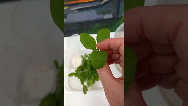 Подготовка черенков петунии. смотреть онлайн