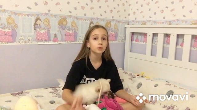 Как приучить собаку к пелёнке?? смотреть онлайн
