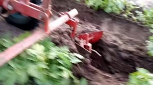 Окучивание картофеля мотоблоком МТЗ.