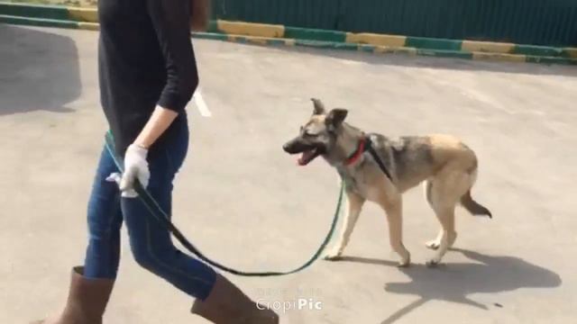 Дудка и поводок смотреть онлайн