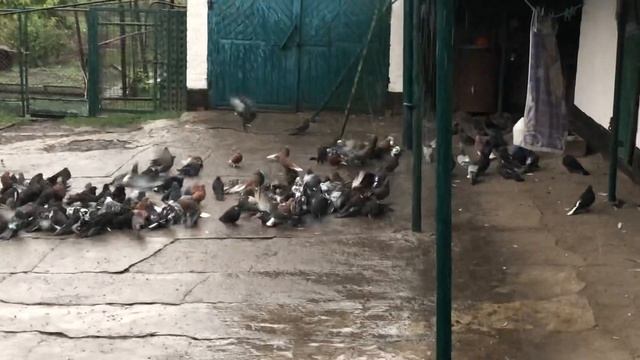Красноград. Николаевские лётные. Небоятся дождика смотреть онлайн