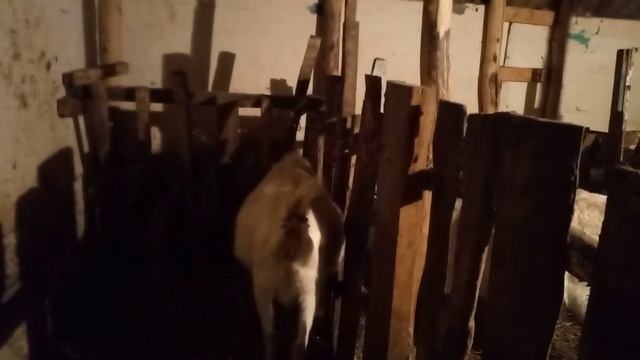 у козы отходит пробка смотреть онлайн