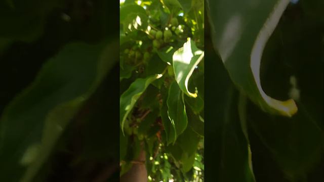 Мини киви или актинидия Аргута смотреть онлайн