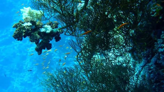 ПОДВОДНАЯ СЪЕМКА В КРАСНОМ МОРЕ.UNDERWATER PHOTOGRAPHY IN THE RED SEA