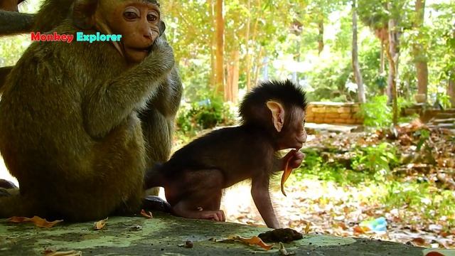 Oho, Tiny baby Anya picking up leaf coming to react to camera with bravely & beautiful face. смотреть онлайн