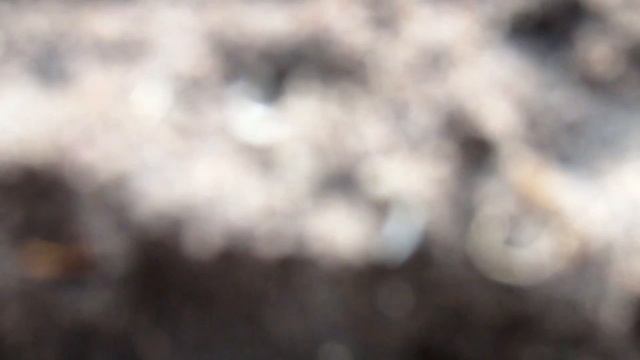 Борьба с корневым червяком (Нематода). смотреть онлайн