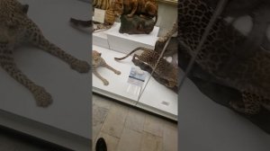 Витрина с амурским, зондским и абессинским леопардами, различные тигры в Дарвиновском музее в Москве
