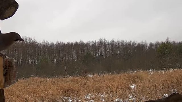 Кормушка для птиц в Беловежской Пуще / Belavezskaya Puscha Bird Feeder Camera - 2023 смотреть онлайн