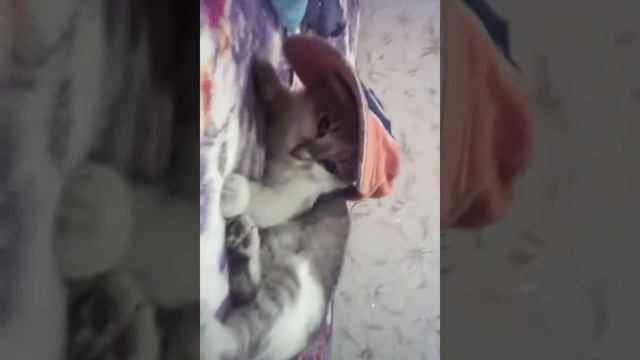 Кот в кепке