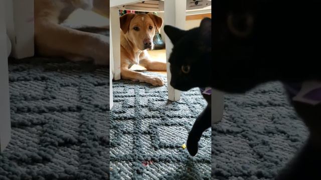 Бесстрашная кошка босс укротила собаку Fearless cat defeated dog. смотреть онлайн