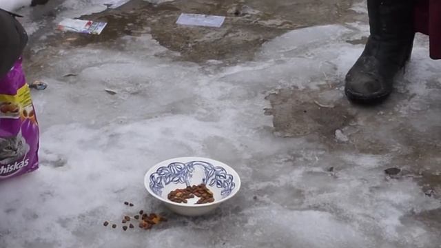 Сельский кот и вискас. Коту НЕ ПОНРАВИЛСЯ вискас. смотреть онлайн