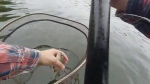 Ловля плотвы на пшеницу. Рыбалка на реке.