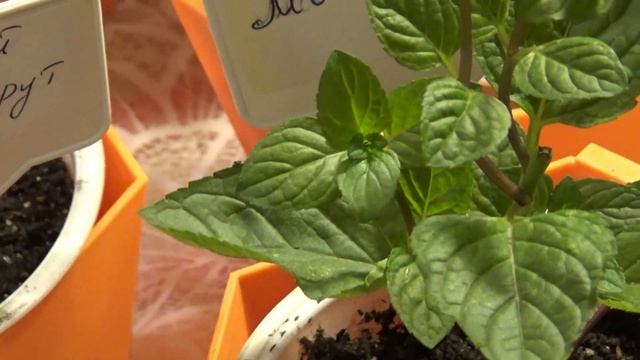 Фитнес для Дома