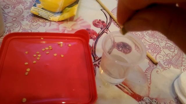 Как пробудить очень старые семена.Мой эксперимент.☝опять семена.всходы земляники. смотреть онлайн