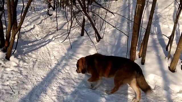 15 февраля 2017 года. Самый лучший день зимы 2017 - 2018 года. смотреть онлайн