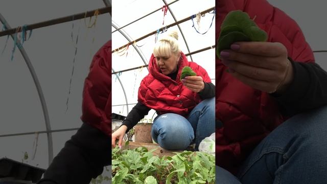 Ботва от редиски ! Как я ее использую !