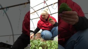 Ботва от редиски ! Как я ее использую !