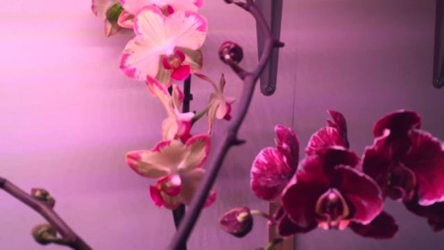 простой СЕКРЕТ толстых и длинных ЦВЕТОНОСОВ ОРХИДЕЙ смотреть онлайн