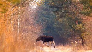 Кто обитает в самом древнем заповеднике Европы? | Все как у людей