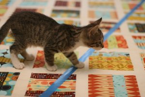 Ким Брэкетт мастер создания одеял из обрезков