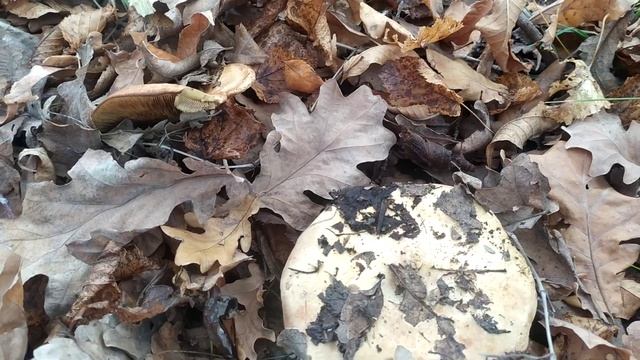 грибы дуньки (свинушки) смотреть онлайн