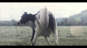 У коровы нет других забот ( Клип) (PHONK Edition)