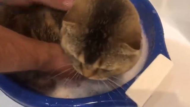 Купание кота Оззи смотреть онлайн