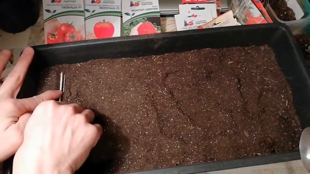 Посев томатов. Лучший способ вырастить крепкую и здоровую рассаду! Ранние сорта томатов. смотреть онлайн